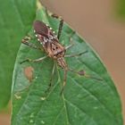 Amerikanische Zapfenwanze (Leptoglossus occidentalis)