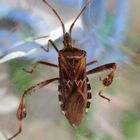 Amerikanische Zapfenwanze  (Leptoglossus occidentalis)