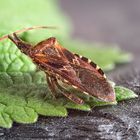 Amerikanische Zapfenwanze Leptoglossus occidentalis