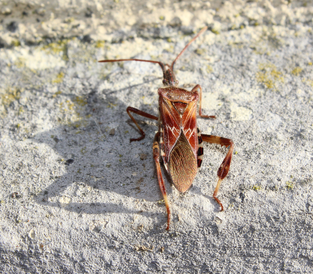 Amerikanische Zapfenwanze - Leptoglossus occidentalis