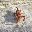 Amerikanische Zapfenwanze - Leptoglossus occidentalis