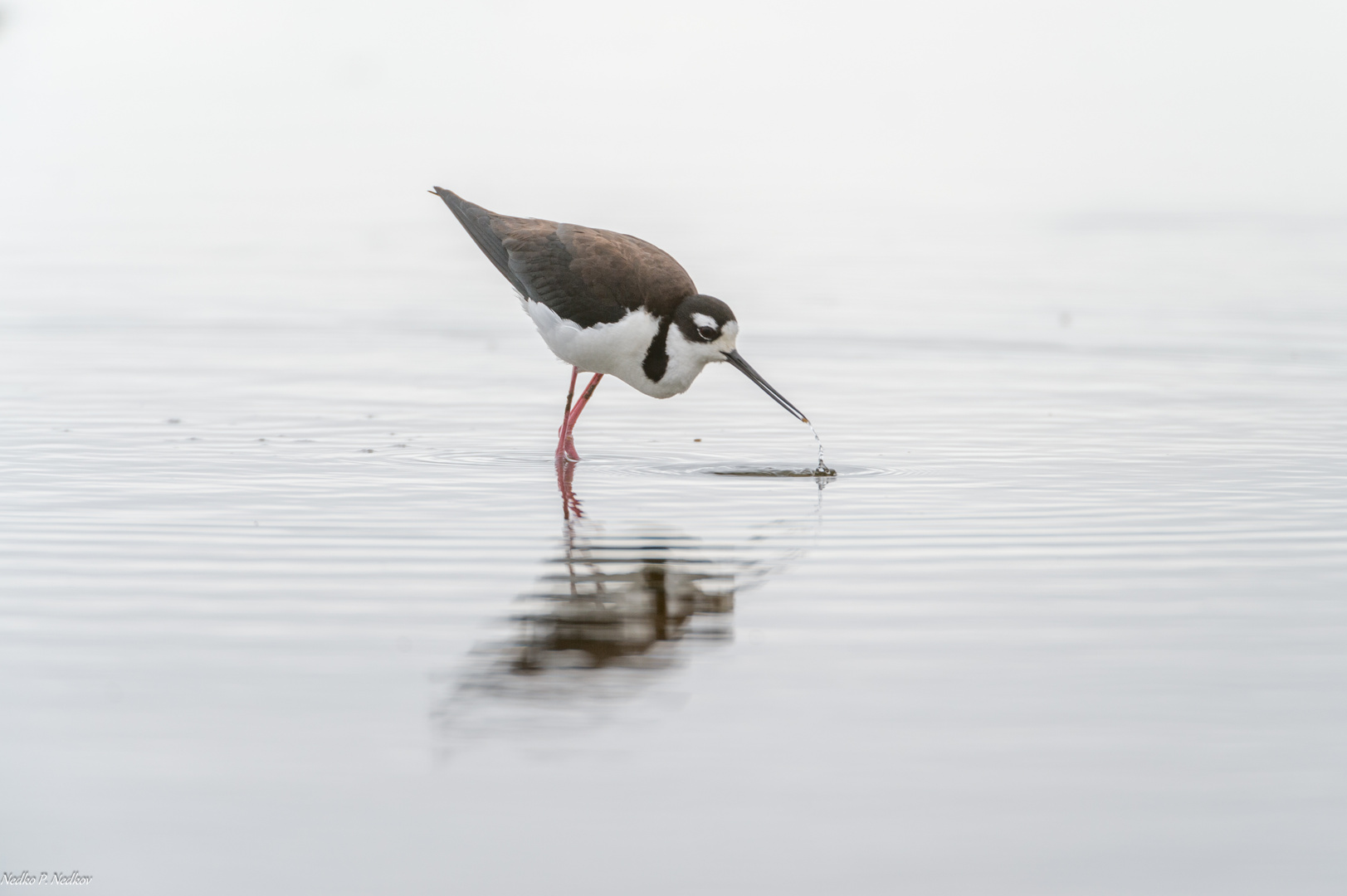 Amerikanischen Stelzenläufer (Himantopus mexicanus)