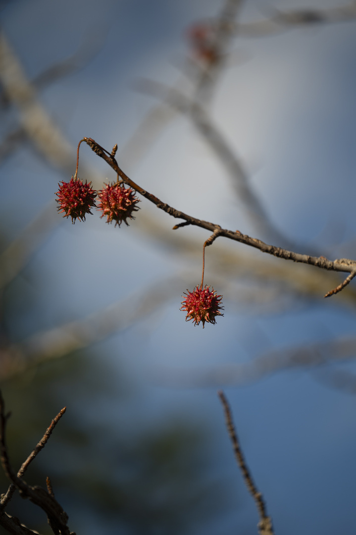 Amerikanischer Amber im Herbst