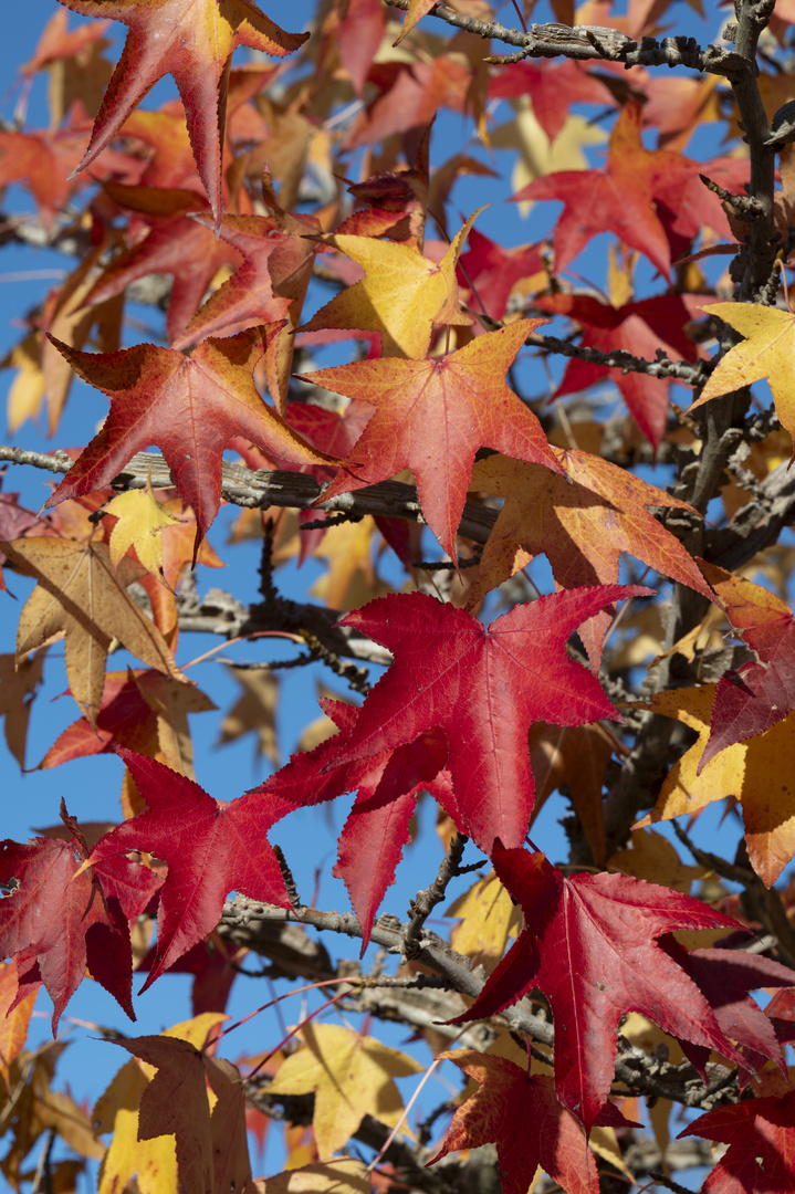 Amerikanischer Amber im Herbst