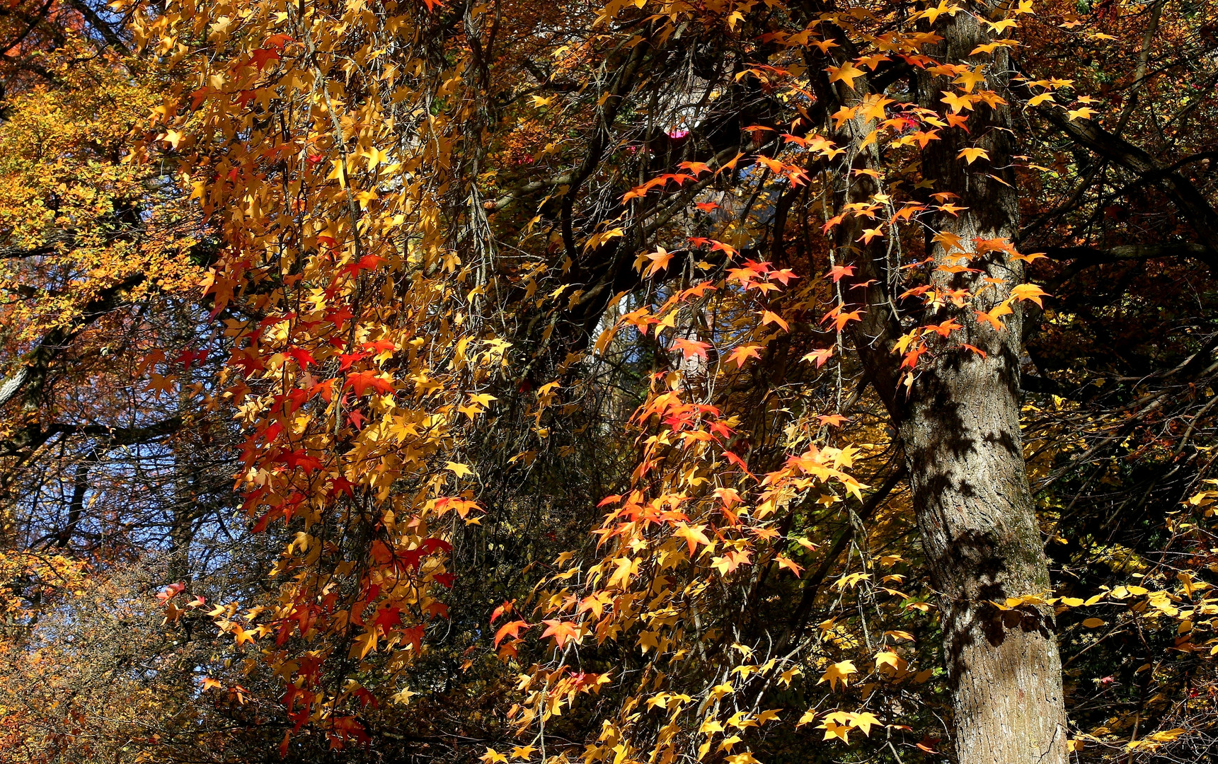 Amerikanischer Amberbaum