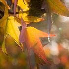 Amerikanischer Amberbaum (Liquidambar styraciflua)...-..