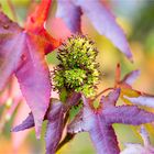 Amerikanischer Amberbaum (Liquidambar styraciflua)...