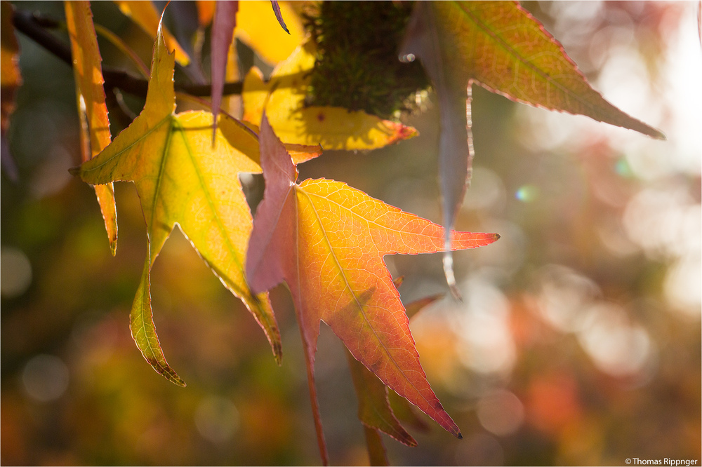 Amerikanischer Amberbaum (Liquidambar styraciflua)...-..