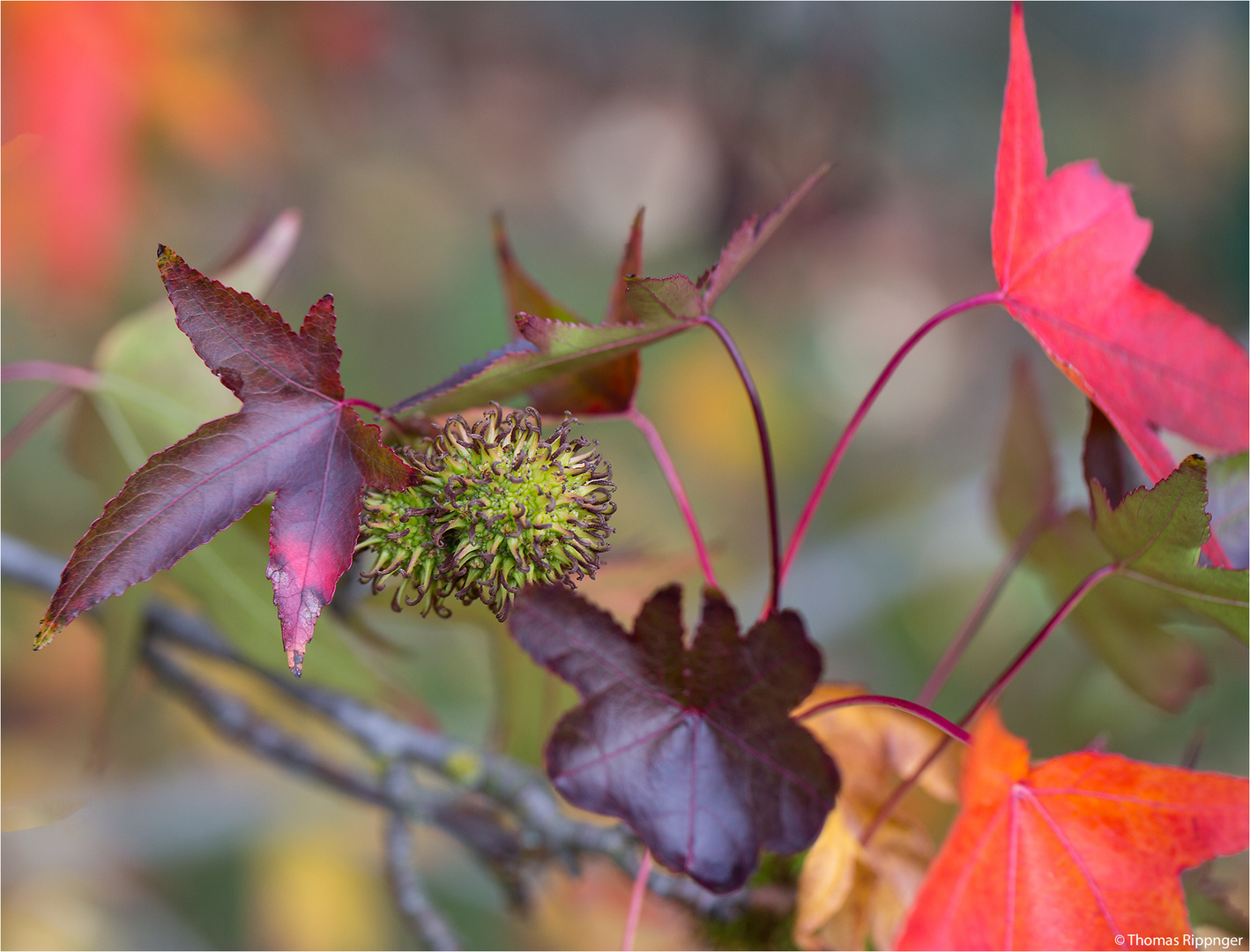 Amerikanischer Amberbaum (Liquidambar styraciflua) Foto & Bild