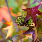 Amerikanischer Amberbaum (Liquidambar styraciflua).