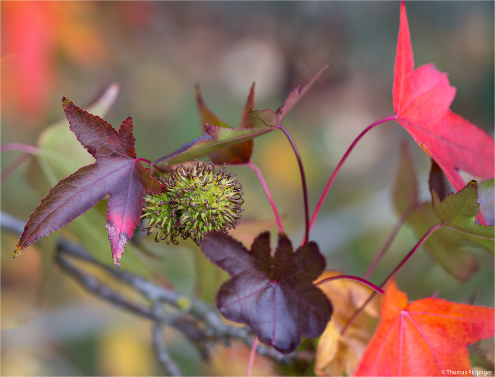 Amerikanischer Amberbaum (Liquidambar styraciflua) . Foto & Bild