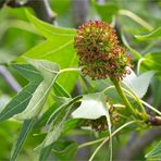 Amerikanischer Amberbaum (Liquidambar styraciflua)