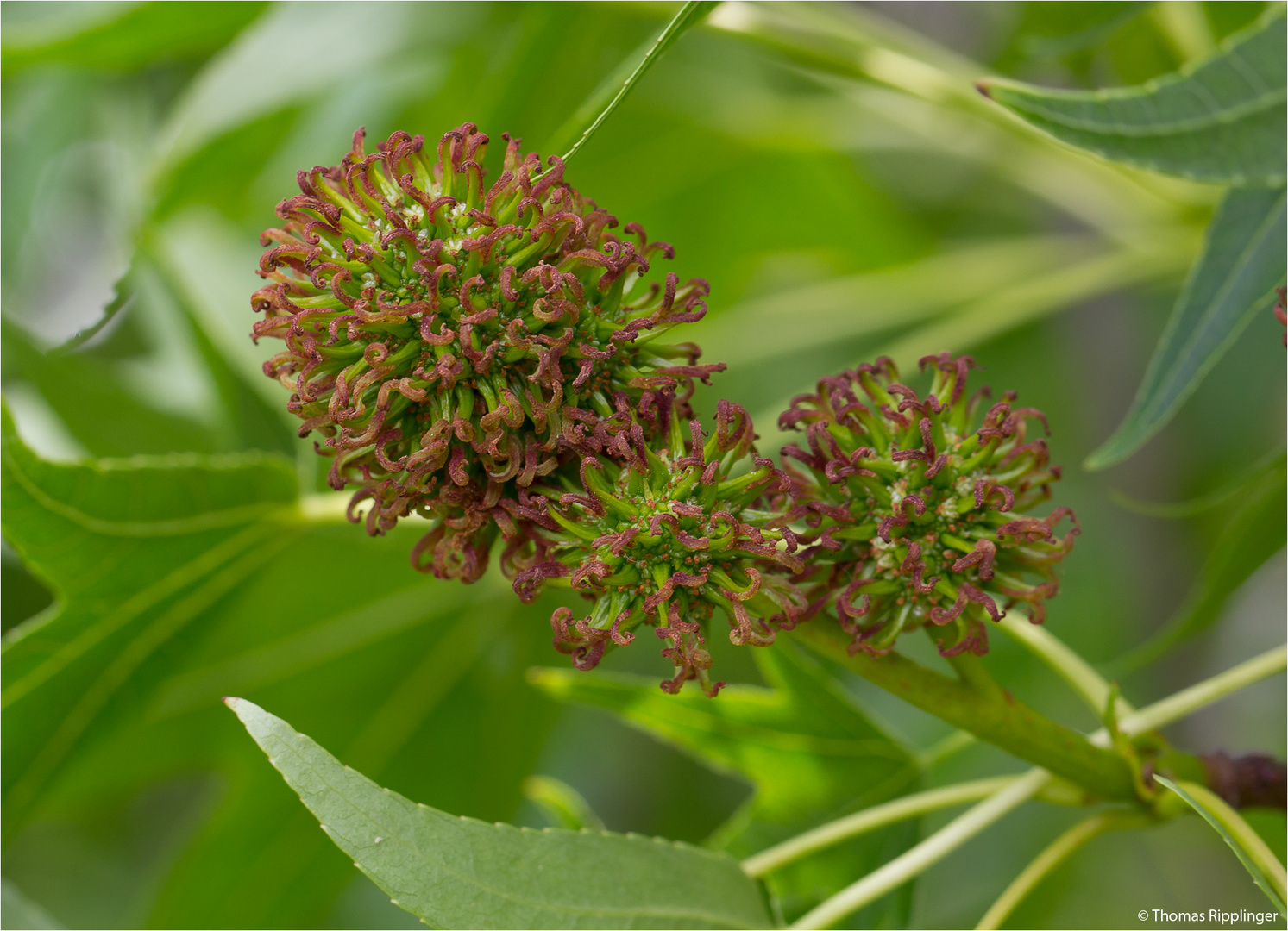 Amerikanischer Amberbaum (Liquidambar styraciflua) .. Foto & Bild
