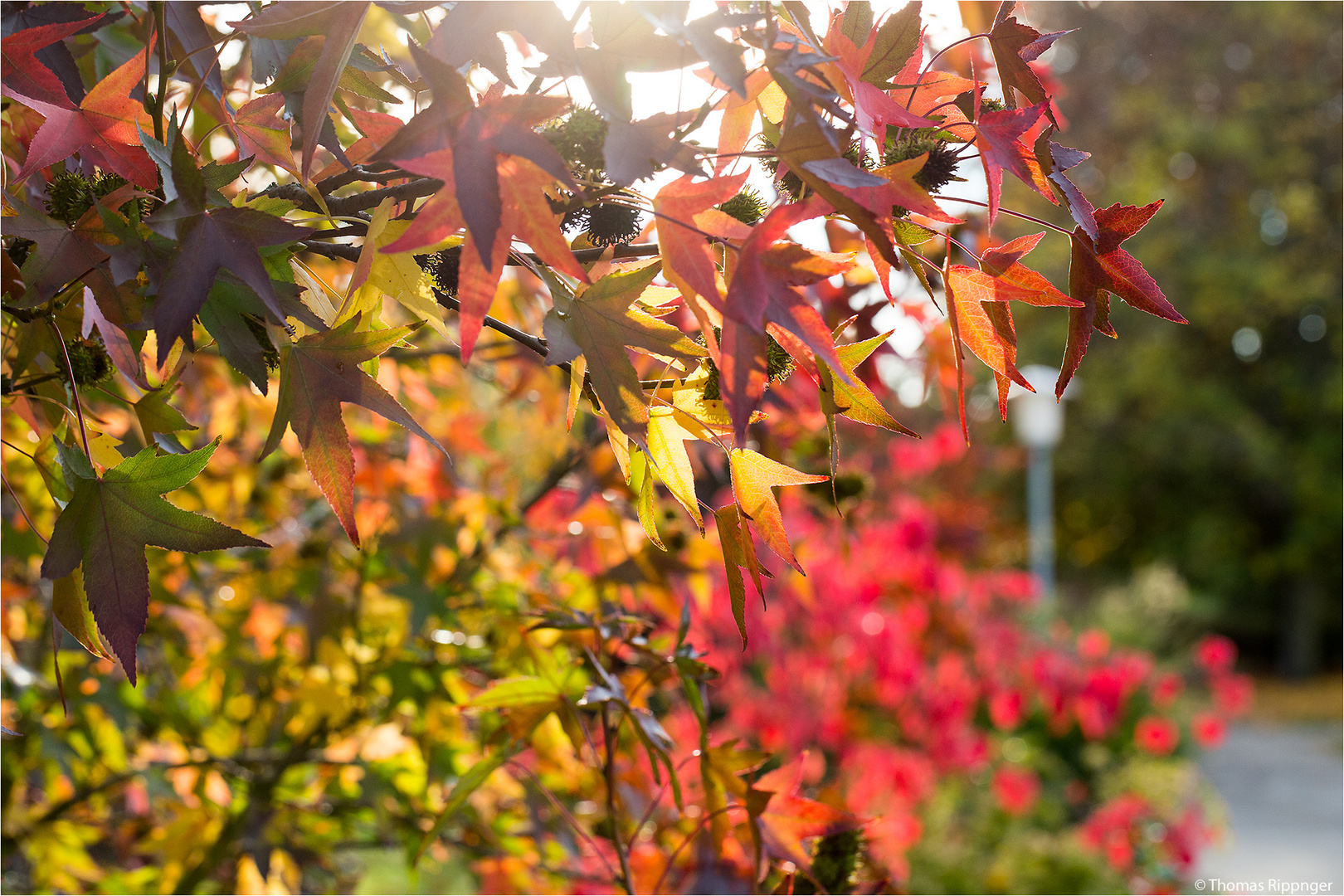 Amerikanischer Amberbaum (Liquidambar styraciflua).... Foto & Bild