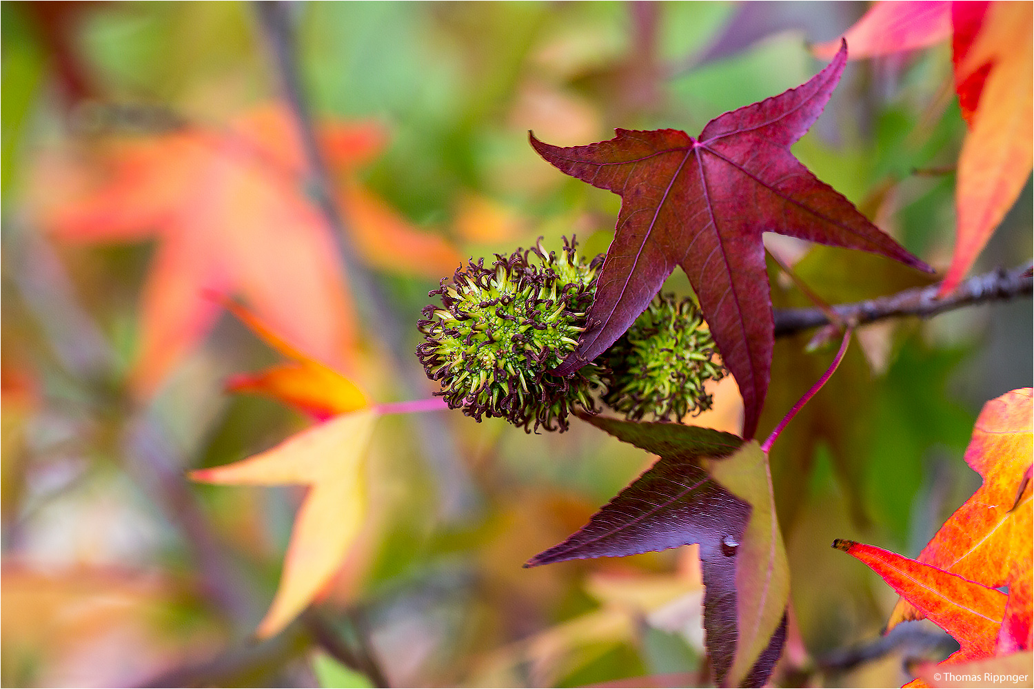 Amerikanischer Amberbaum (Liquidambar styraciflua). Foto & Bild