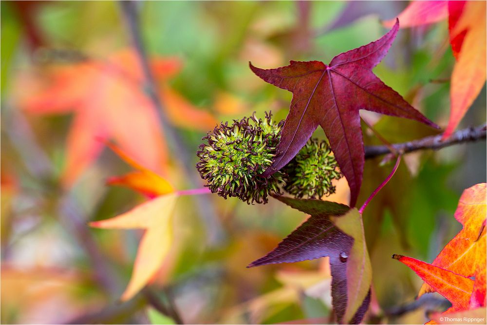Amerikanischer Amberbaum (Liquidambar styraciflua). Foto & Bild
