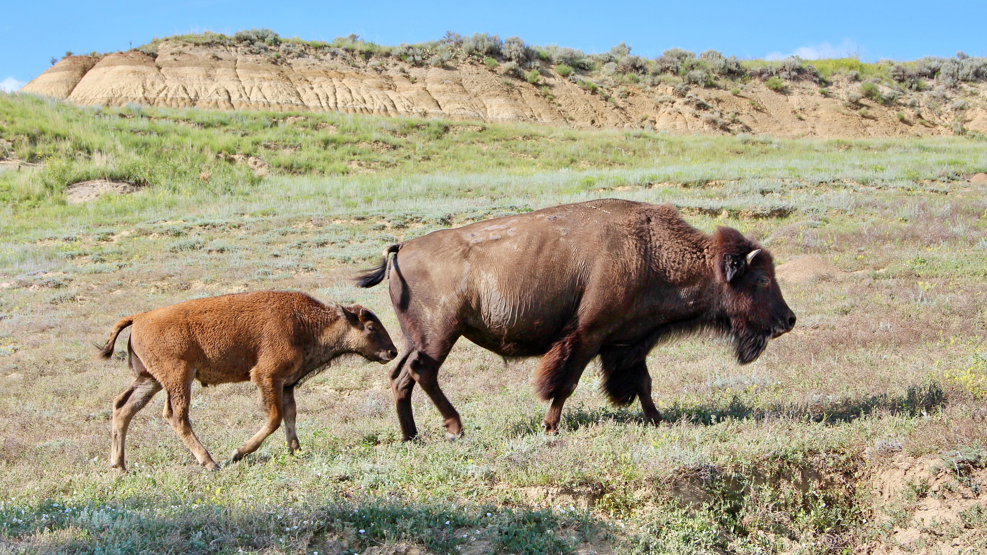 Amerikanischer Bison