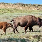 Amerikanischer Bison