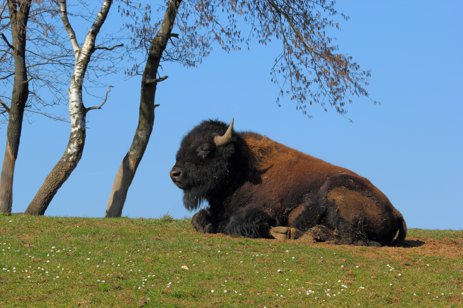 Amerikanischer Bison 