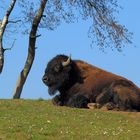 Amerikanischer Bison 