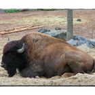 Amerikanischer Bison (Bison bison)