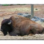 Amerikanischer Bison (Bison bison)