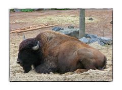 Amerikanischer Bison (Bison bison)