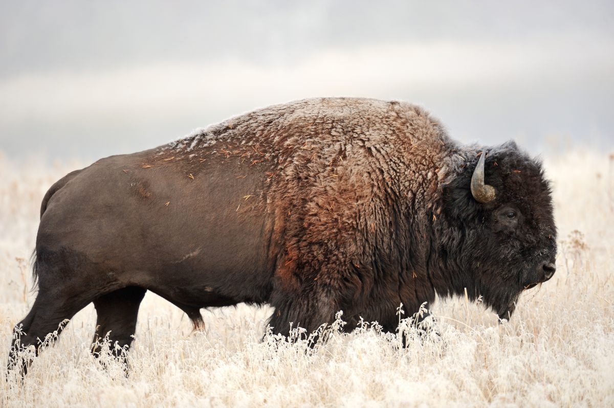 Amerikanischer Bison (Bos bison)