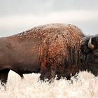 Amerikanischer Bison (Bos bison)