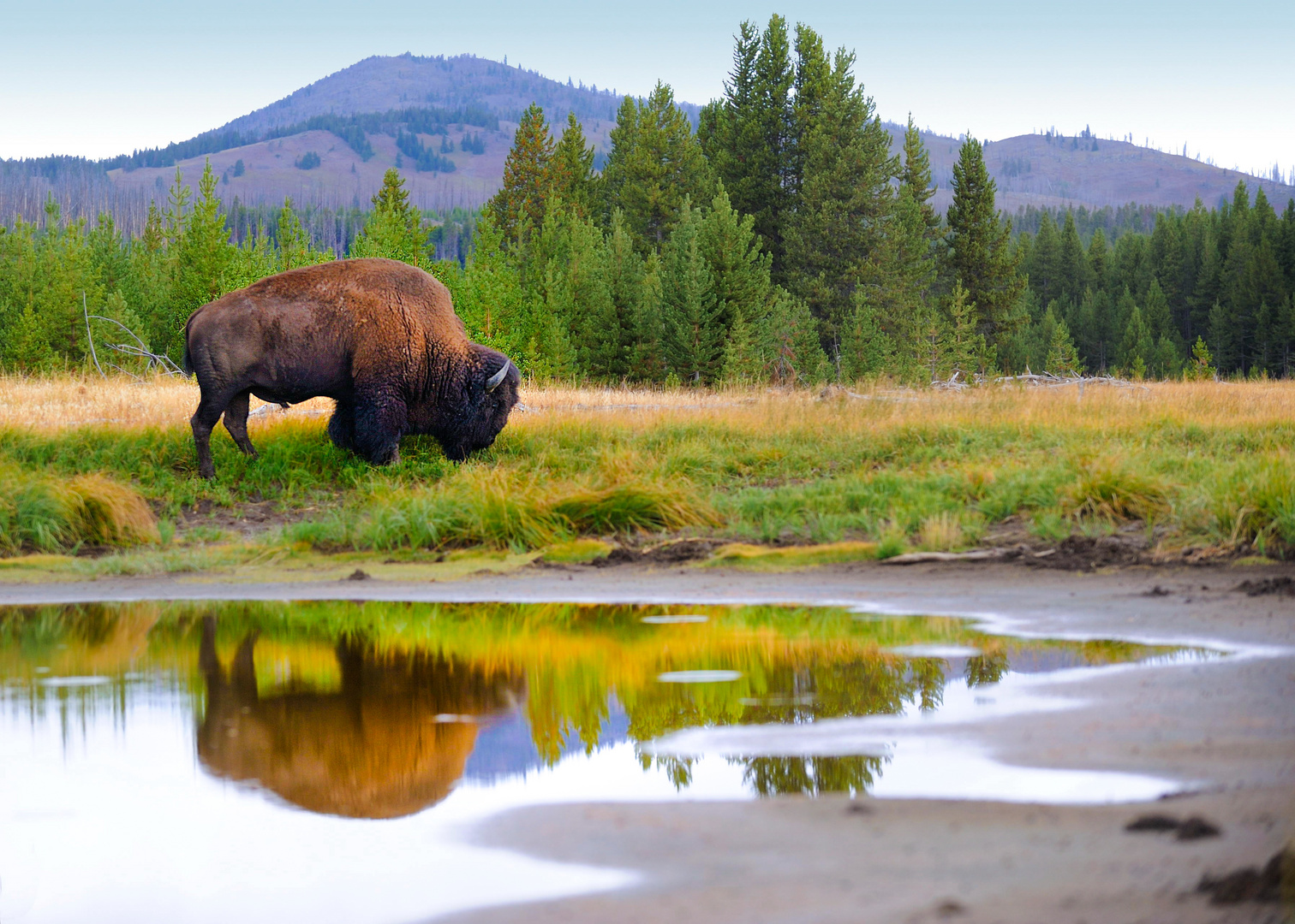 Amerikanischer Bison