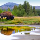 Amerikanischer Bison