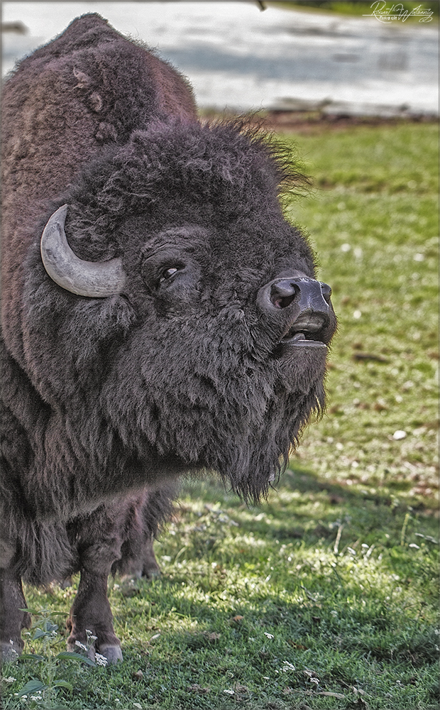 Amerikanischer Bison-Tierpark und Schloss Rosegg – Tierpark | Schloss | Labyrinth