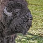 Amerikanischer Bison-Tierpark und Schloss Rosegg – Tierpark | Schloss | Labyrinth