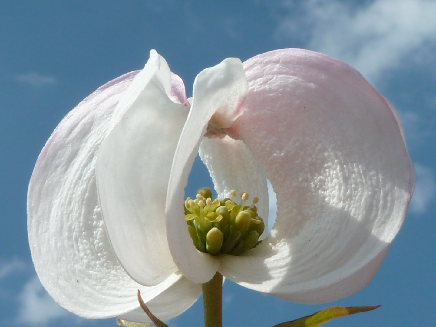 Amerikanischer Blumen Hartriegel