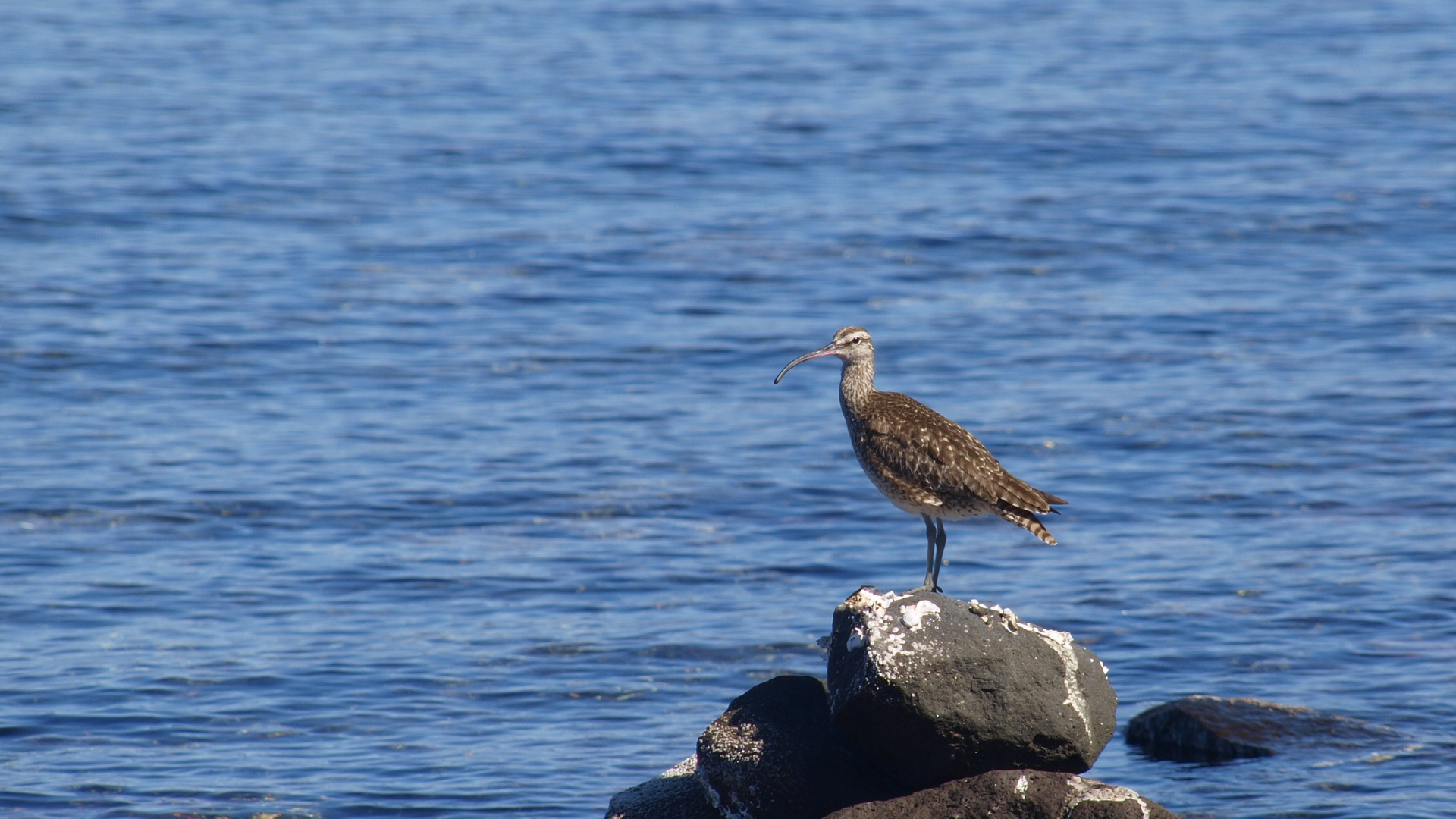 Amerikanischer Brachvogel