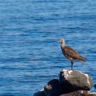 Amerikanischer Brachvogel