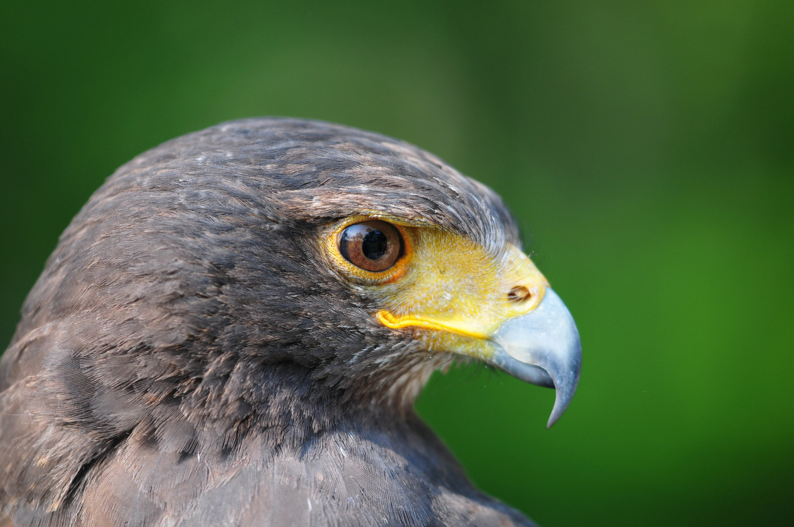 Amerikanischer Bussard - Harris`Hawk