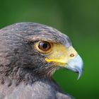 Amerikanischer Bussard - Harris`Hawk