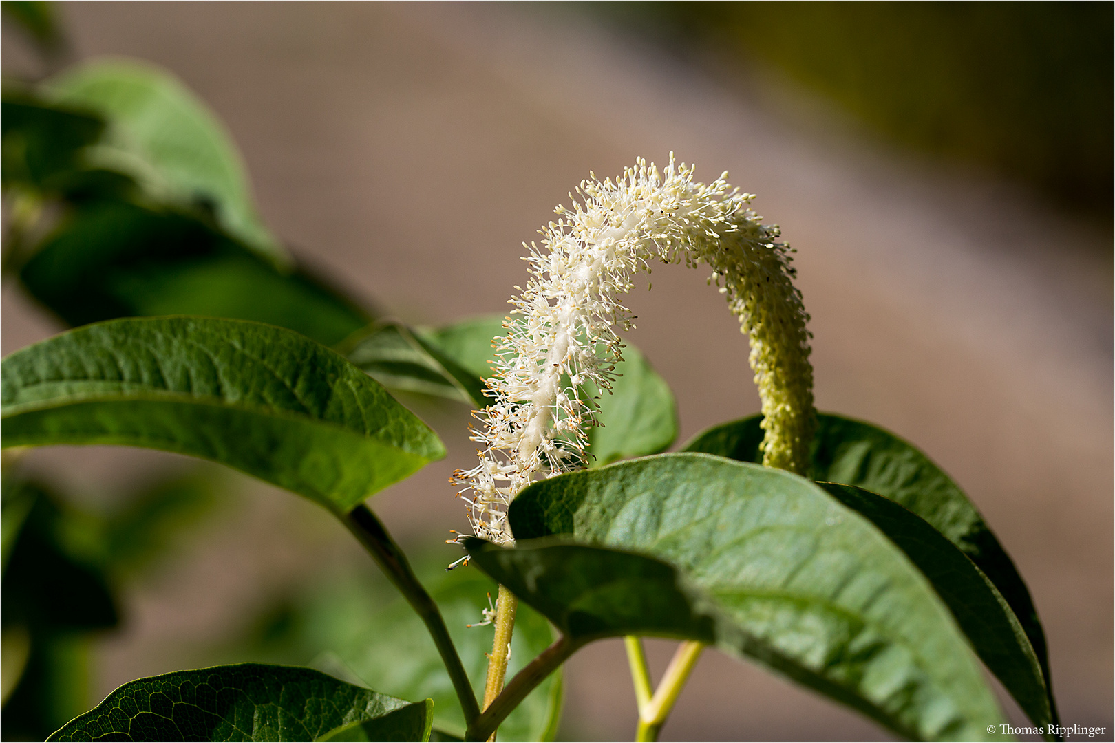 Amerikanischer Eidechsenschwanz (Saururus cernuus)