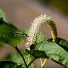 Amerikanischer Eidechsenschwanz (Saururus cernuus)