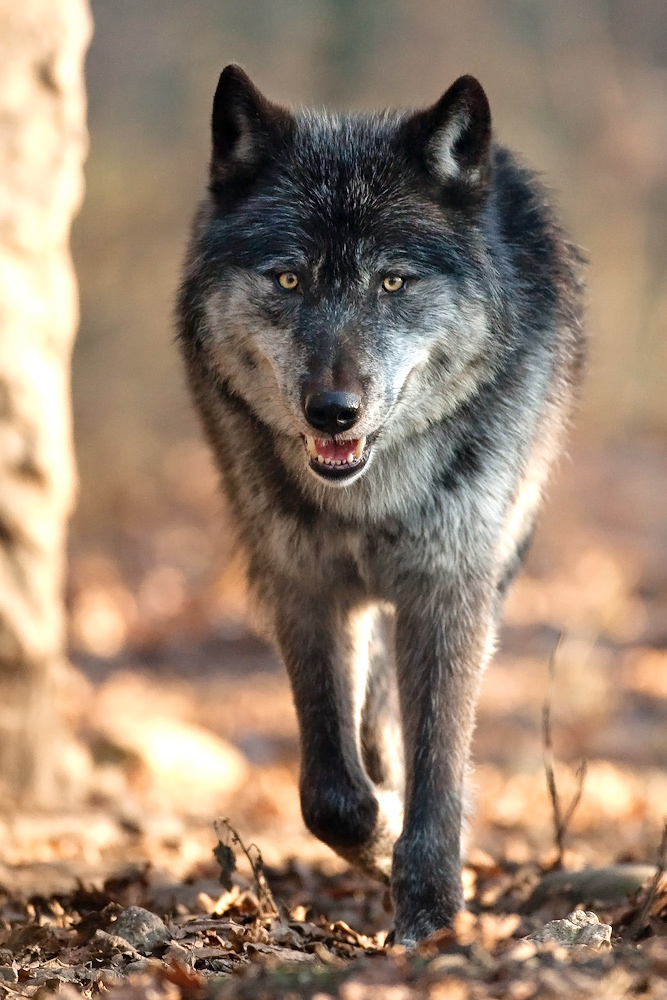 Amerikanischer Grauwolf