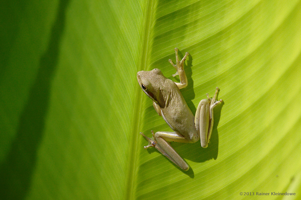 Amerikanischer grüner Baumfrosch,