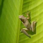 Amerikanischer grüner Baumfrosch,