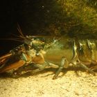 Amerikanischer Hummer (Homarus americanus)