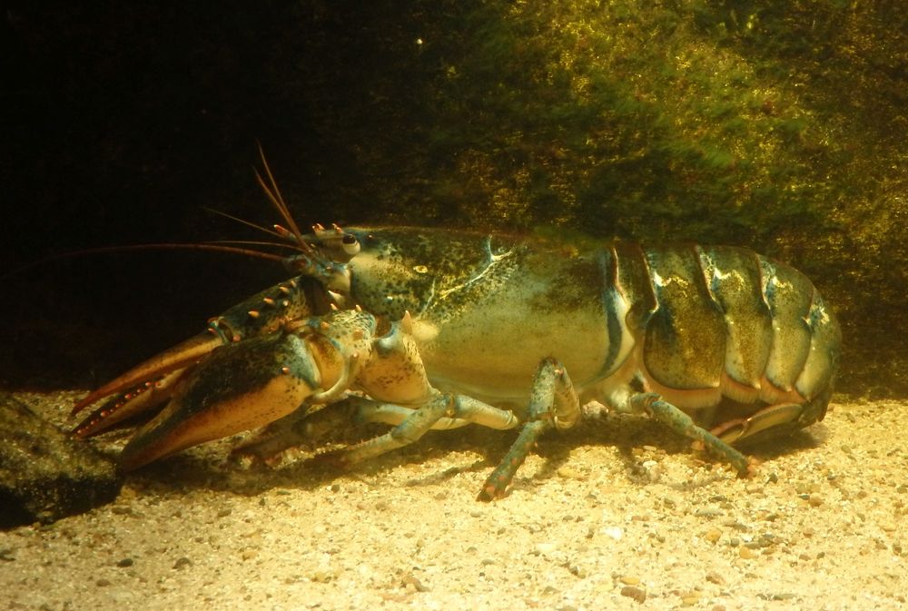 Amerikanischer Hummer (Homarus americanus)