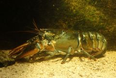 Amerikanischer Hummer (Homarus americanus)