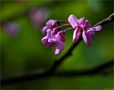 Amerikanischer Judasbaum (Cercis occidentalis) von Thomas Ripplinger 