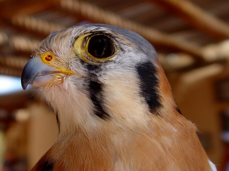 Amerikanischer Kestrel (Buntfalke) #1