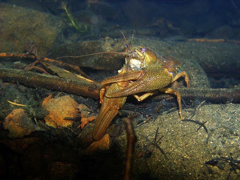 amerikanischer Krebs Foto & Bild tiere, wildlife, krebse Bilder auf