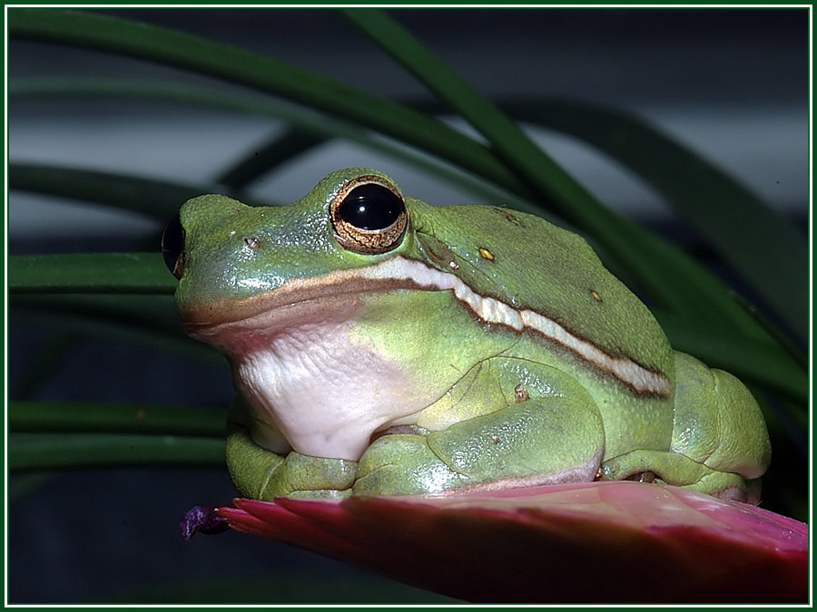 Amerikanischer Laubfrosch